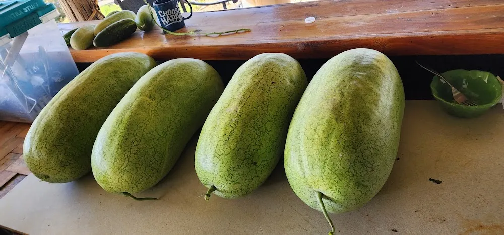 Watermelon